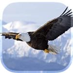 eagle live wallpaper android application logo